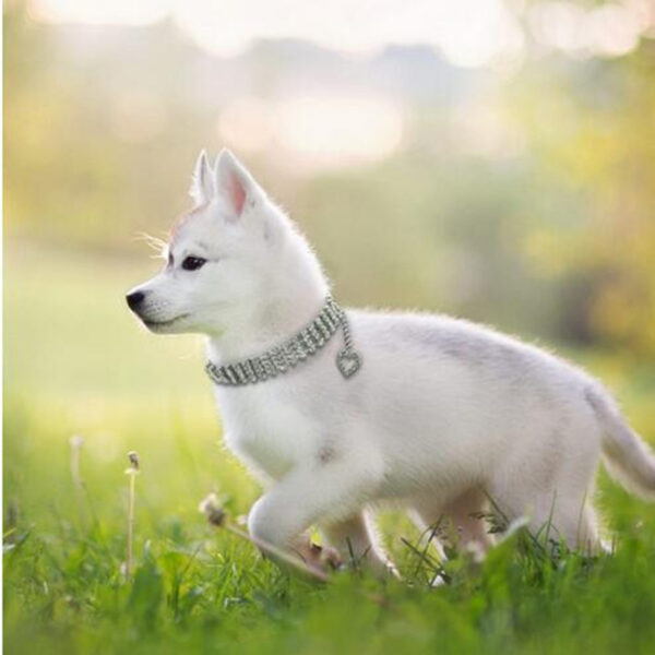 Four-row Rhinestone Pet Collar Dogs And Cats Heart-shaped Chain - Image 8