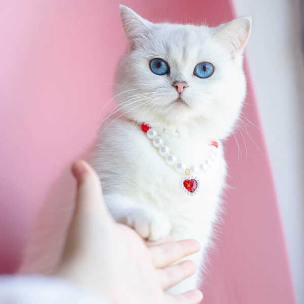 Pet Cat Beads Love Necklace