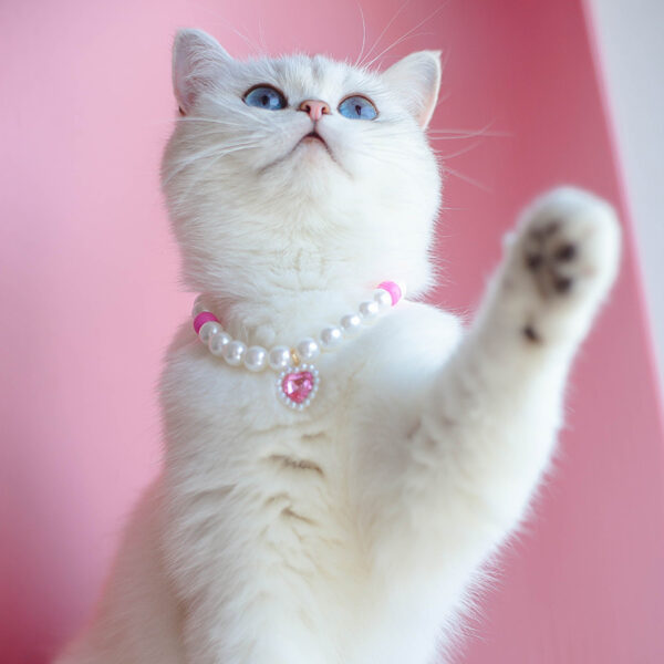 Pet Cat Beads Love Necklace - Image 3